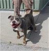 adoptable Dog in louisville, KY named THELMA