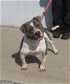 adoptable Dog in louisville, KY named CANNELLINI