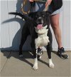adoptable Dog in loui, KY named WHALE