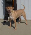 adoptable Dog in louisville, KY named JUNO BEACH