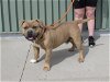 adoptable Dog in louisville, KY named BUSHS BAKED BEAN
