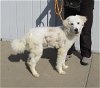 adoptable Dog in louisville, KY named VANILLA COTTON CANDY