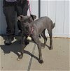 adoptable Dog in louisville, KY named VELMA