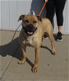 adoptable Dog in loui, KY named MUTTLEY CREW