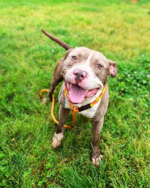 adoptable Dog in Louisville, KY named CARHART