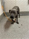 adoptable Dog in louisville, KY named DREW