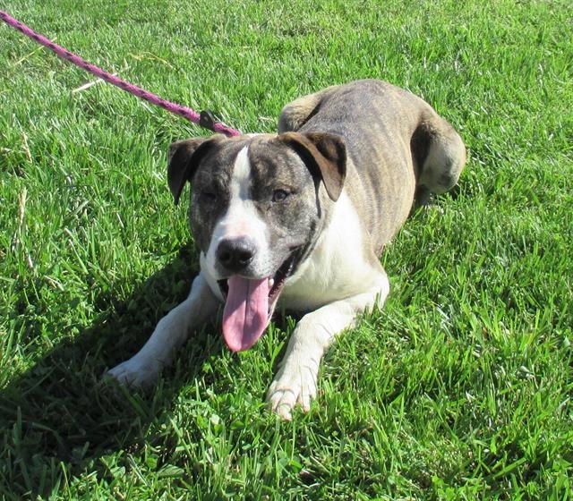 adoptable Dog in Louisville, KY named DODGE DURANGO