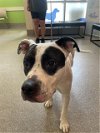 adoptable Dog in loui, KY named MR. INCREDIBLE