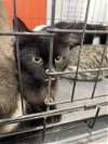 adoptable Cat in louisville, KY named MIDNIGHT