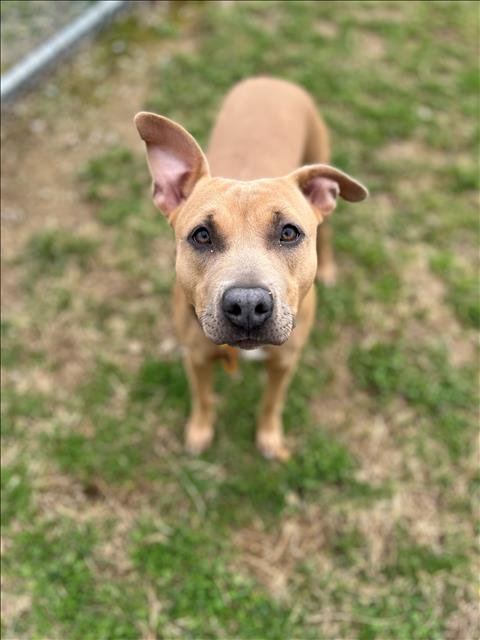 adoptable Dog in Louisville, KY named GILLIAN