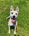 adoptable Dog in louisville, KY named LEMON LIME FREEZIE