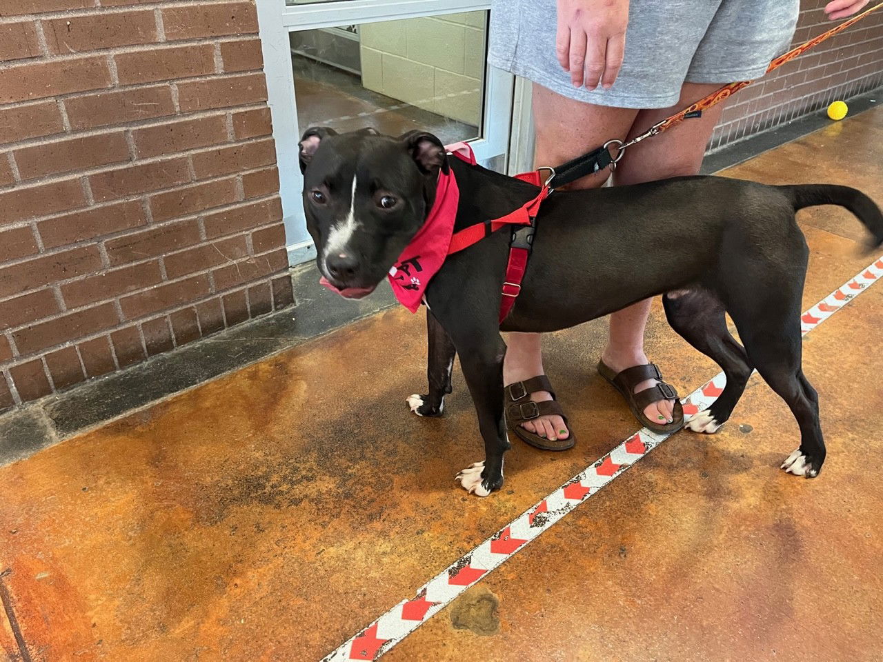 adoptable Dog in Louisville, KY named IAGO