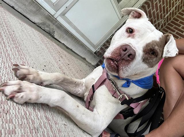 adoptable Dog in Louisville, KY named DANNY