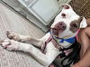 adoptable Dog in  named DANNY
