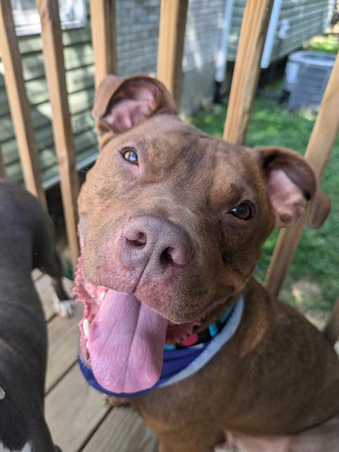 adoptable Dog in Louisville, KY named KODA BEAR