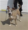 adoptable Dog in , KY named TIMOTAY