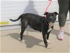 adoptable Dog in louisville, KY named MACHO MANDY SAVAGE