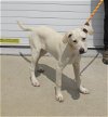adoptable Dog in louisville, IL named CHERYL CROW