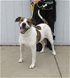 adoptable Dog in , KY named TRIGG