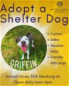 adoptable Dog in  named GRIFFIN