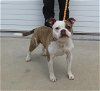 adoptable Dog in louisville, KY named HILL OF BEANS