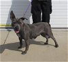 adoptable Dog in louisville, KY named GULF SHORES