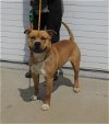 adoptable Dog in louisville, IL named CHARTER