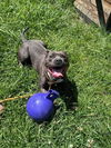 adoptable Dog in Louisville, KY named BUFFALO MAC N CHEESE