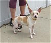 adoptable Dog in louisville, KY named HAWAII