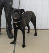 adoptable Dog in louisville, IL named CAPTAINS QUARTERS