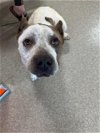 adoptable Dog in louisville, KY named LADY