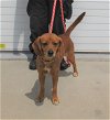 adoptable Dog in , KY named SANDY SQUIRREL