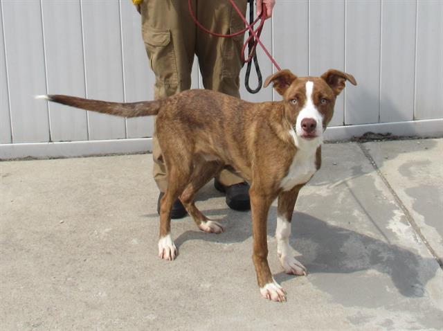 adoptable Dog in Louisville, KY named WIGGLE E. BOOTY