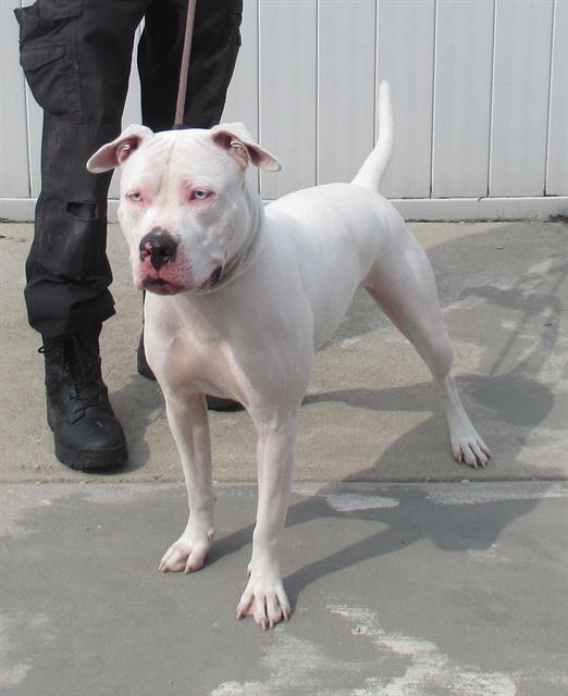 adoptable Dog in Louisville, KY named JOHNNY