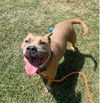 adoptable Dog in Louisville, KY named 1ST OF THA MONTH