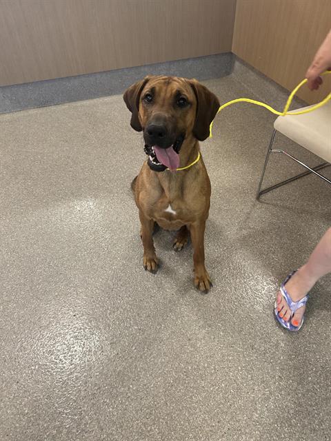 adoptable Dog in Louisville, KY named RAGANOK