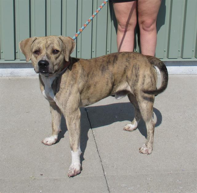 adoptable Dog in Louisville, KY named OVER EASY