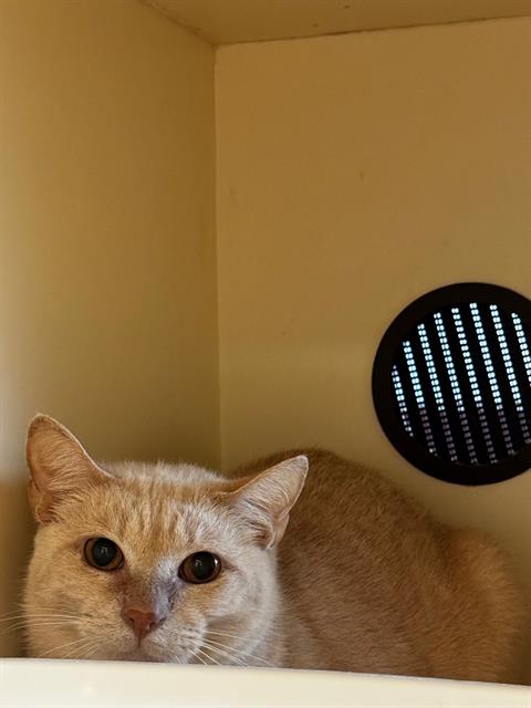 adoptable Cat in Louisville, KY named CARL SAGAN