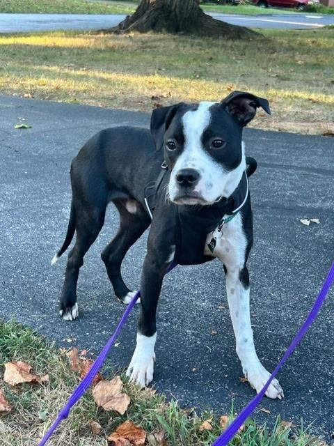 adoptable Dog in Louisville, KY named BAH DA BOOM