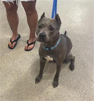 adoptable Dog in Louisville, KY named MIA