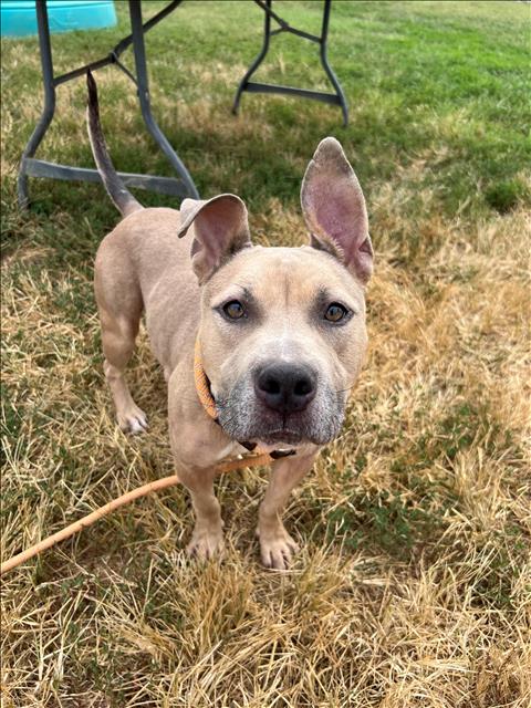 adoptable Dog in Louisville, KY named WHITEFISH