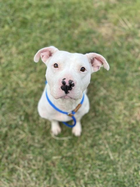 adoptable Dog in Louisville, KY named NUTRIGRAIN BAR