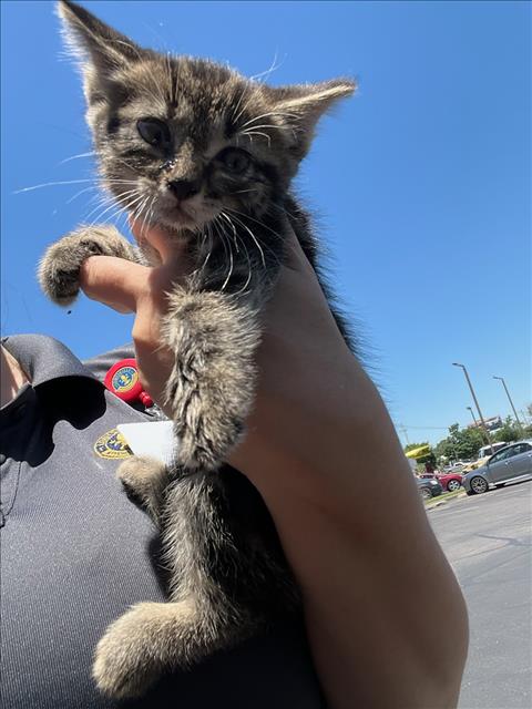 adoptable Cat in Louisville, KY named GYPSY