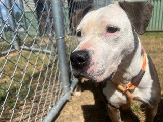 adoptable Dog in Louisville, KY named SOPHIE