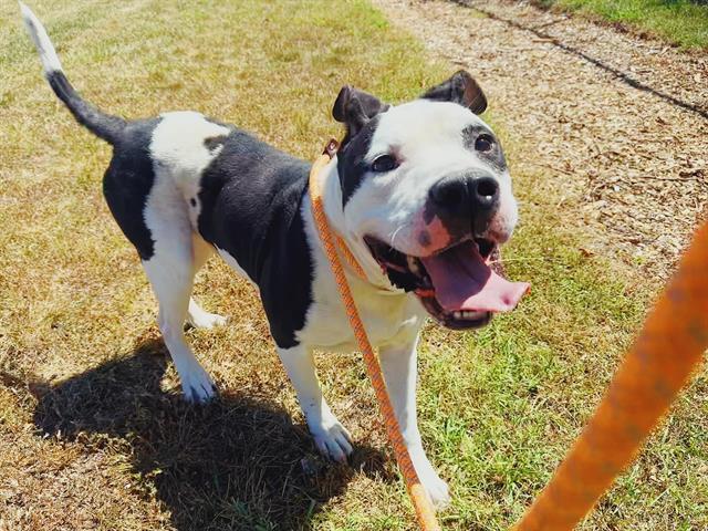 adoptable Dog in Louisville, KY named CHABOT