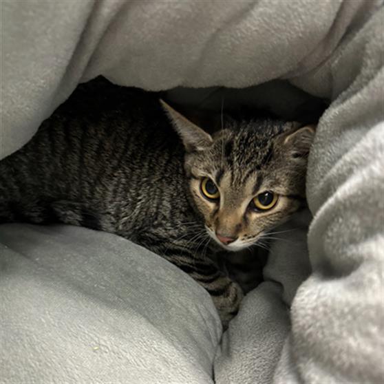 adoptable Cat in Louisville, KY named GREY GHOST