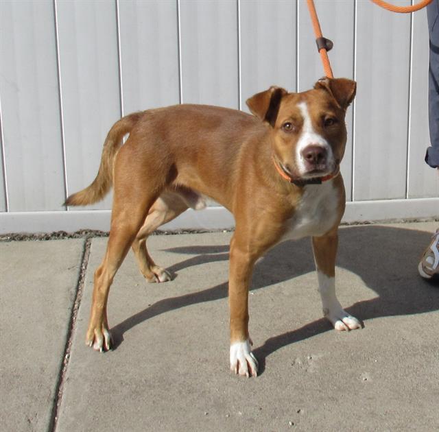 adoptable Dog in Louisville, KY named HAUNTED MANSION