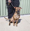 adoptable Dog in Louisville, KY named VEGGIE CORN DOG