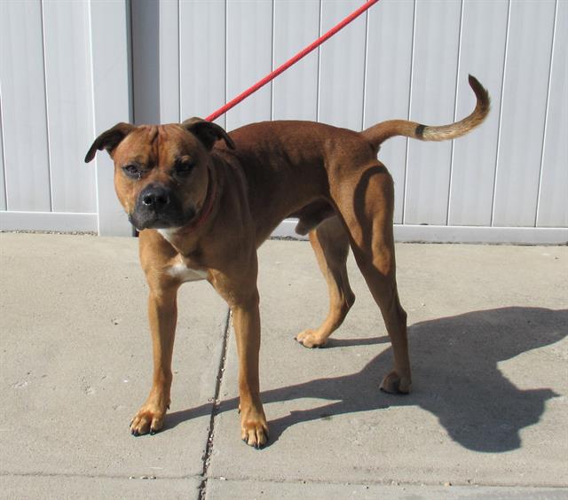 adoptable Dog in Louisville, KY named OUT OF TUNE