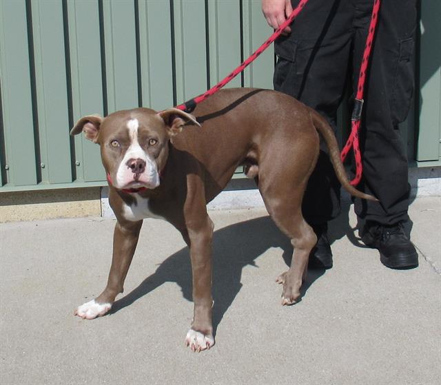 adoptable Dog in Louisville, KY named STANLEY DUPE